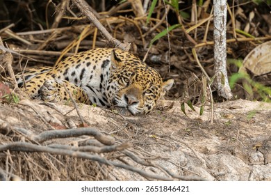 Close up of a Jaguar looking at the camera while resting on a riverbank in the Pantanal Wetlands in Brazil 