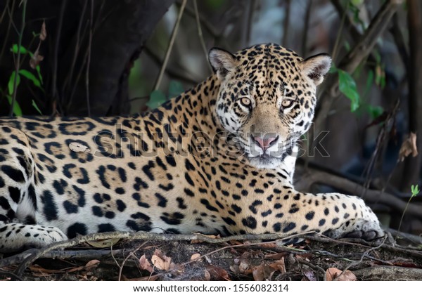 Close Jaguar On River Bank Pantanal Stock Photo Edit Now