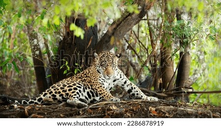 Close up of a Jaguar (Panthera onca) hunting on a river bank, Pantanal, Brazil.