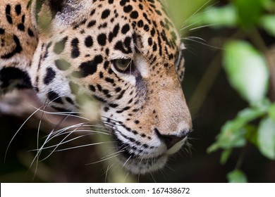 Close Up Of A Jaguar In The Rain Forest Of Belize