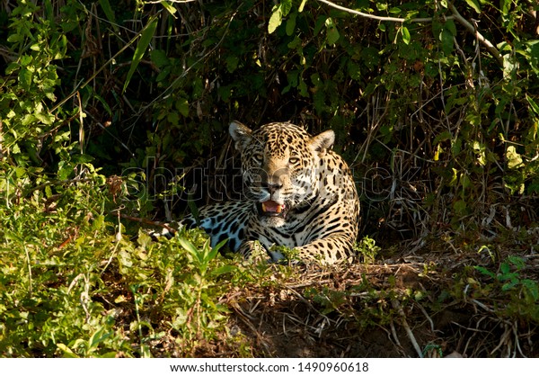 Close Jaguar Resting On Bank River Stock Photo Edit Now