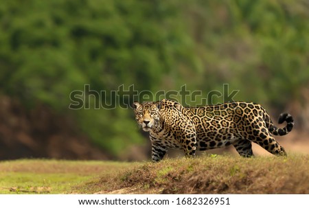 Close up of a Jaguar walking on a river bank, South Pantanal, Brazil.