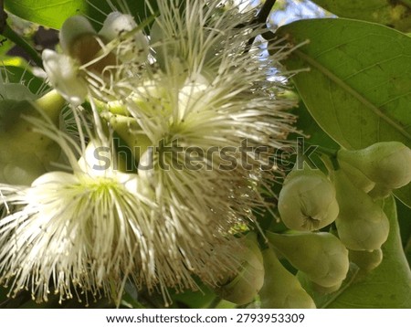 Close up of jambu flower