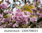 Close up of Japanese Cherry blossoms, Auderghem, Brussels, Belgium
