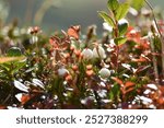 Close up of Japanese flower gaultheria pyroloides found at Asahi-dake Hokkaido or also name as fragrant wintergreen