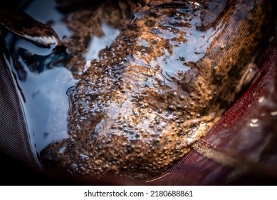 Close Up Of Japanese Giant Salamander Tubercles On Skin