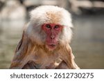 Close up of a Japanese macaque or snow monkey with pinkish face and brown or greyish hair outdoor at daytime in the Jigokudani Monkey Park in Yamanouchi Nagano in the wilderness of Japan.