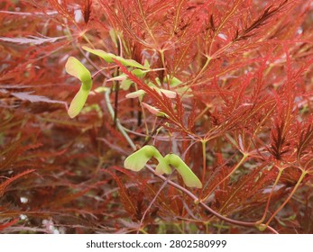 Close Up of Japanese Threadleaf Maple Samaras and Red Leaves