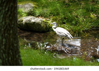 Close up Japanese white egret while walking in clear waterway or canal next to the tree in foreground,beautiful green grass along the waterway in garden ,Japan.