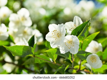 close up of jasmine flowers in a garden - Shutterstock ID 666681052