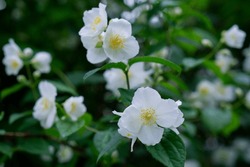 Close Up Of Jasmine Flowers In A Garden. Tender White Jasmone Flowers On The Dark Green Background. 