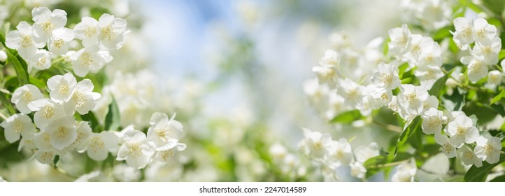 close up of  jasmine flowers on a bush in a garden - Shutterstock ID 2247014589