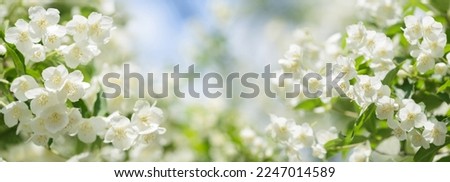 close up of  jasmine flowers on a bush in a garden