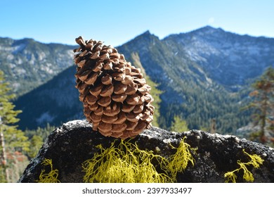 Close up of Jeffrey pine cone