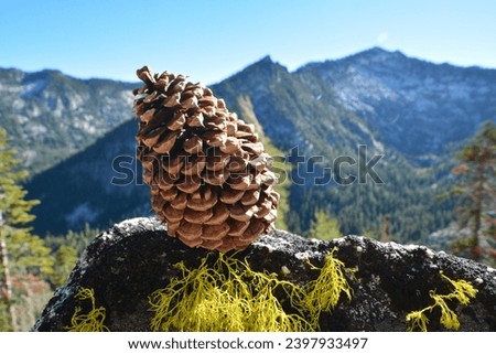 Close up of Jeffrey pine cone