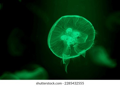 Close up jelly fish glowing in the dark with green neon light. Jellyfish swim through the dark ocean. Dangerous jellyfish. composition right backgrund