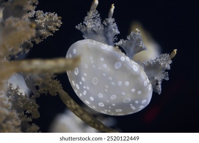 Close up of a Jellyfish