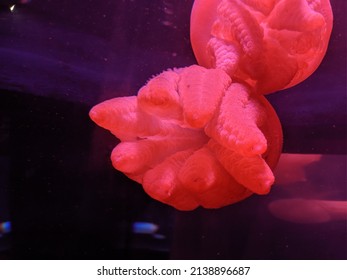 Close Up Jellyfish At Sydney Australia Aquarium