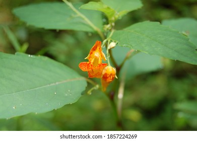 A Close Up Of Jewel Weed In Bloom In The Summer. Horizontally Oriented. Leaves Of The Plant Are Also Visible.