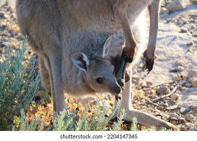 Close Up Of Joey Kangaroo In Pouch Of Mama Kangaroo In Australia