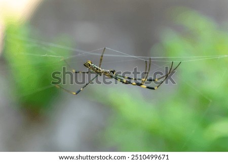 Close up of Joro Spider