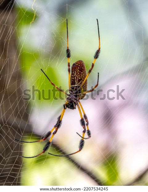 Close Joro Spider Invasive Species Spreading Stock Photo 2207534245 ...