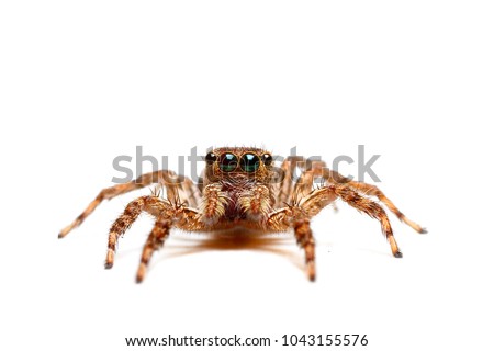 Close up of jump spider on white background..
