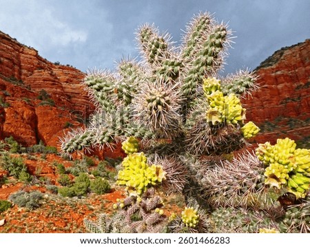 A close up of a Jumping cholla cactus with red desert hills in the background in Sedona, Arizona