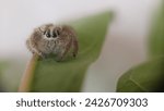 close up of jumping spider