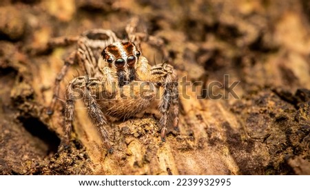 Close up of a jumping spider on a tree bark, Macro photography, Jumping Spider is resting on bark of tree, Tiny yellow jumping spider, Selective focus, Insect Thailand.