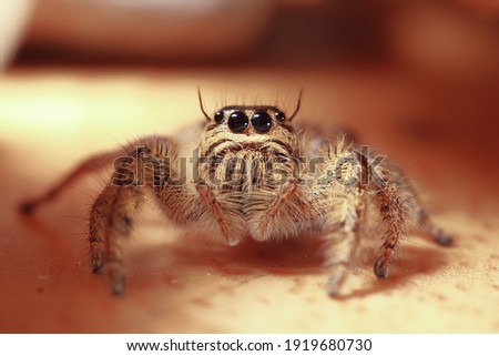Close up jumping spiders female in Thailand.