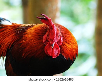 White Ears Jungle Fowl Images Stock Photos Vectors Shutterstock