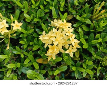 Close up of jungle geranium or Ixora shrub leaves with emerging red flower buds in a tropical garden