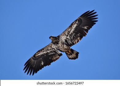 336 Bald Eagle Feet Images, Stock Photos & Vectors | Shutterstock