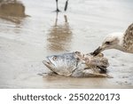 Close up of a juvenile laughing gull (Leucophaeus atricilla) eating a fish head on the beach in Mazatlan, Mexico