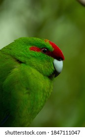 Close Up Of A Kakariki