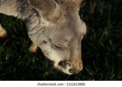 close up kangaroo