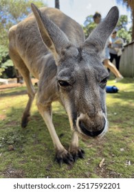 Close up of kangaroo leaning down