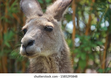 Close Up Kangaroo. The Kangaroo Is A Marsupial From The Family Macropodidae