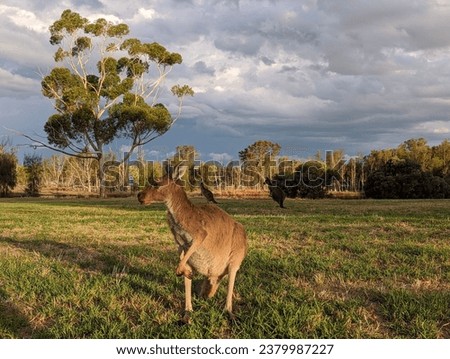 Up Close Kangaroo Standing in Heirisson Island Kangaroo Sanctuary in Perth, Western Australia