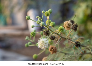 Close Up Of Kathina Flower Selective Focus