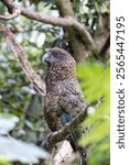 Close up of  kea bird perched on a branch in forest area.

The kea is a species of large parrot in the family Strigopidae endemic to the forested and alpine regions of the South Island of New Zealand.