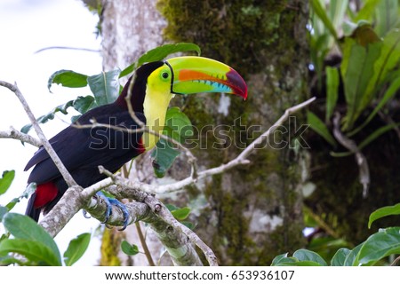 Similar – Vogelbeobachtung Natur