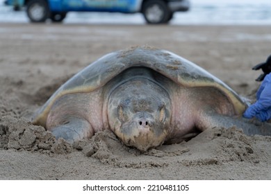 Close Up Of Kemp's Ridley Nesting On South Texas Beach