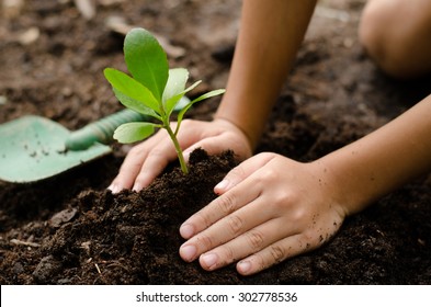 Close Up Kid Hand Planting Young Tree On Black Soil