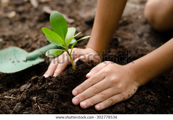 黒い土に若い木を植える子供の手の接写 の写真素材 今すぐ編集