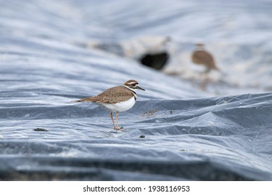 Close Up Of A Killdeer Bird Resting On The Black Tarp In The Farm On The Open