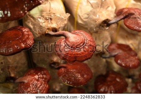 Close up King of Mushrooms, Ganoderma lucidium (lingzhi)