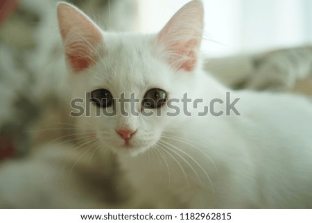 Close up of kitten potrait