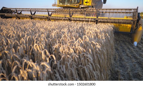 Close Up Knife Of Combine Spinning And Cutting Yellow Ears Of Wheat. Modern Harvester Gathering Crop Of Ripe Barley In Field. Working Process On Farm. Concept Of Food Industry Or Harvesting. Slow Mo